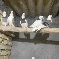 تعداد ۲۵ عدد کبوتر طوقی و دوکت|پرنده|پیر بکران, |دیوار