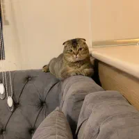 گربه اسکاتیش بریتیش