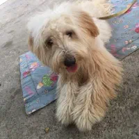 سگ  شیتزو|سگ|لشت نشا, |دیوار