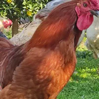 خروس چهل تاج زیبا