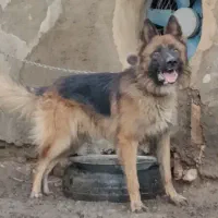 سگ ژرمن اصیل نگهبان