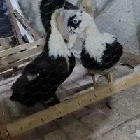 اردک دوعدد