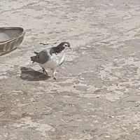کفتر