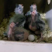 جوجه عروس|پرنده|قم, شهرک مهدیه (مدرس)|دیوار