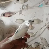 مرغ عشق دستی