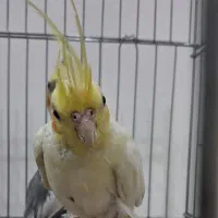 عروس هلندی  طلایی