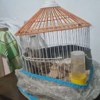 سه عدد سهره خاکی