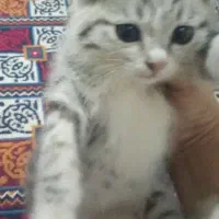 بچه گربه پیدا شده