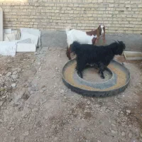 دوتا بز|حیوانات مزرعه|اهواز, کوی مندلی(سه راه خرمشهر)|دیوار