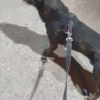 سگ گمشده|سگ|دزفول, |دیوار