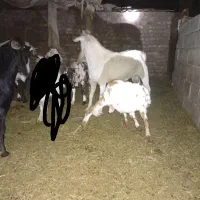 نری سانن اصل اصل