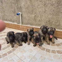 توله مالینیوز نر ماده موجود پدر مادر موجود