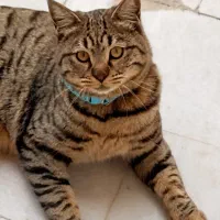 واگذاری گربه رایگان