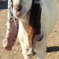 بزغاله نرپاکستان