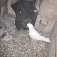 معاوضه باسرول ماده|پرنده|نوبران, |دیوار