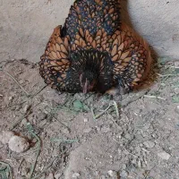 مرغ و خروس پولند و کوشین و جوجه سبرایت|حیوانات مزرعه|کاشان, پشت شهربانی|دیوار