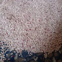 لولیا درختی دست اول برای بذر کاری