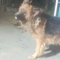 سگ ژرمن کینگ|سگ|قرچک, میرزائی جنوبی|دیوار