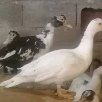 حدود ۳۰ عدد اردک اسرائیلی نروماده نژاد سنگین وزن|حیوانات مزرعه|امیرکلا, |دیوار