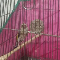 جوجه سهره|پرنده|کرمانشاه, |دیوار