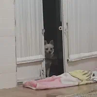 سگ پاکوتاه سفید گوش سیخ خوشگل