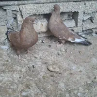 جفت تاپ|پرنده|امیدیه, |دیوار