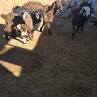 بز نر|حیوانات مزرعه|قیدار, |دیوار