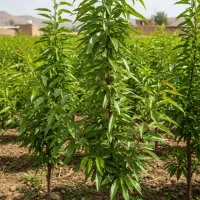 تضمین رشد، ضمانت کیفیت، نهال بادام انتخاب شماره یک