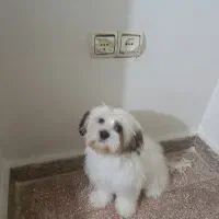 واگذاری یک قلاده سگ شیتزو کراس  ماده شش ماهه|سگ|قرچک, شهرک الحدید|دیوار