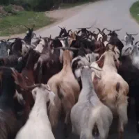 بزهای ابست سینه کرده و نر بزغاله و ماده بزغاله|حیوانات مزرعه|مینودشت, |دیوار