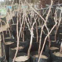 نهال پسته پیوندی