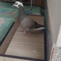 پرنده