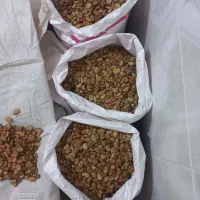 بذرباقلا زودرس هیستال|عمده‌فروشی|خان ببین, |دیوار