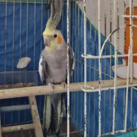 عروس هلندی گمشده