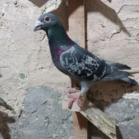 کبوتر|پرنده|کرمانشاه, |دیوار