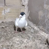 کفتر|حیوانات|مشهد, تبادکان|دیوار