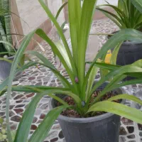 گل وگیاه شاداب وطبیعی