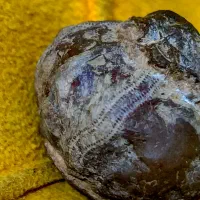 فسیل خشخاش عتیقه