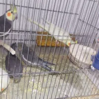 دو جفت عروس هلندی با ۲عدد جوجه۵۲۰۰۰۰۰ کاشمر