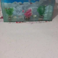 یک عدد اکواریوم با ۳۰ عدد ماهی کوپی ۴۰بچه ماهی