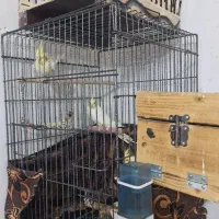 مرغ مینا .... یه جفت عروس هلندی|پرنده|مرودشت, ثبت احوال|دیوار