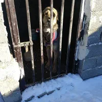 سگ پژدر|سگ|ارومیه, |دیوار