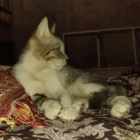 واگذاری گربه