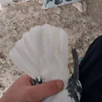 کبود دمسفید ماده|پرنده|کوهین, |دیوار