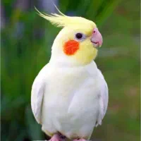 جفت عروس هلندی زرد