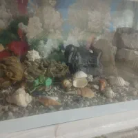 آکواریوم|ماهی|زاهدان, |دیوار