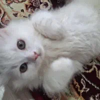 گربه پرشین سوپرفلت