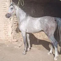 خرید و فروش اسب های سواری دار