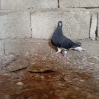 دوتا ماده خوشرنگ یقه بسته