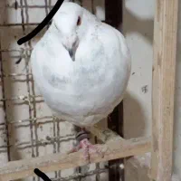 ۲۳ عدد کبوتر جوان تیزه سار وآلمانی ورنگه